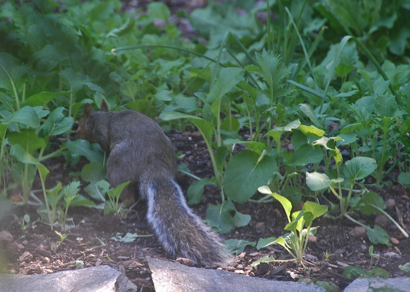 Squirrel herbivory