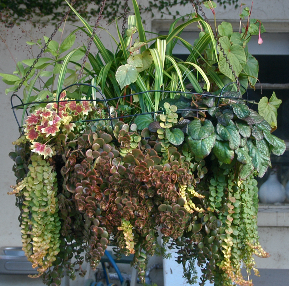 Creative hanging baskets