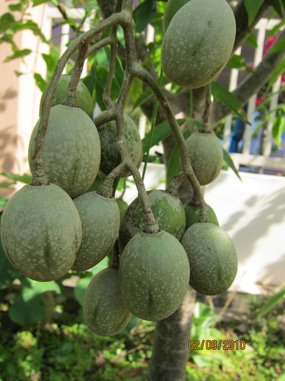 Shades of Grey Growing Fruit Trees ( Part 2 )