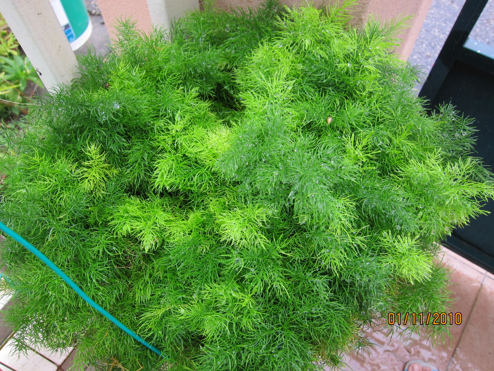 Shades of Grey Asparagus densiflorus 'sprengeri' (Sprengeri Fern)