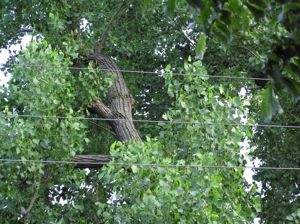 Life in Oklahoma Oklahoma Cottonwood Trees