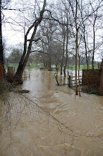 Swollen River Ash