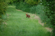 Millenium Wood fox