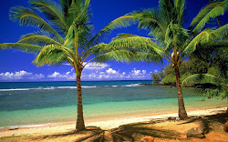 summer desktop wallpapers beach bing beaches fun background funny tropical hawaii ever nature landscape trees palm amazing paradise palmtrees perfect