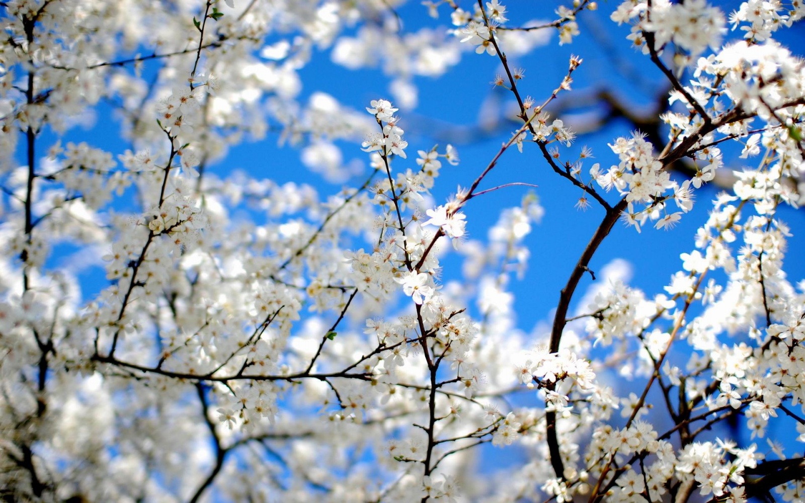 Spring Wallpapers: Cute Spring Wallpaper