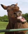 [laughinghorse]