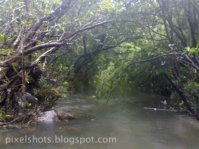 riparian-forest-athirapally-kerala,dense-forests-in-river-basins,riparian-vegetation-under-athirapally-waterfalls,riparian