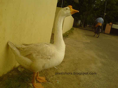 goose-facts-and-photos,interesting-geese-facts,geese-photos,kerala-pet-birds