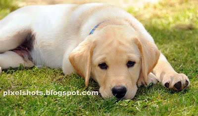 cute-puppy,yellow-labrador-puppy,endal-junior,ej,puppy-closeup,training-dog-puppys