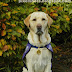 Most Awarded Pet Dog, yellow Labrador named Endal, the Canine Partner Dog, Achievement list of Endal