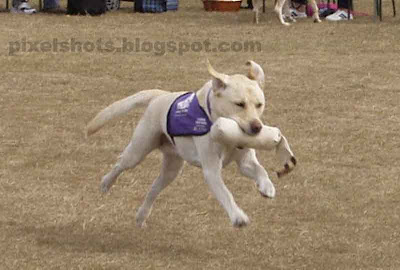 puppy endal,yellow labrador,puppy training,small endal,trained canine partners dogs,yellow labrador training,endal retrieving leather bag for master allen,endal in movies now