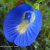 Shankupushpams | Bluepeas Or Clitoria Ternetia-Herbal Flowers of Kerala