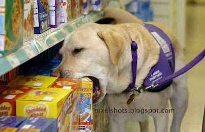 endal in supermarket,shopping dog,dog picking things from supermarket,endal taking cereals for allen,dog shopping for master,service dogs,helping pet dogs,amazing wonderful pet dog,endal the lab
