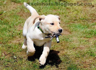 endal junior,cute puppy photos,puppy training,canine partners puppy,assistance dogs,ej during training,yellow labrador retriever,cute puppy ej retrieving keys for master during pet dog training session