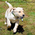 Cute Labrador Puppy Photos, Endal Junior, EJ doing Assistance Training