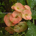 Tropical ornamental plant flowers, Euphorbia milliis, Kerala garden plant photos