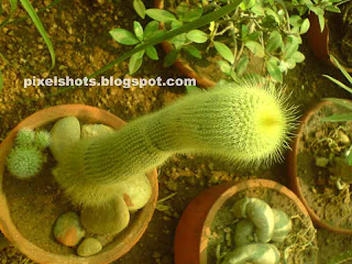 kerala garden cactus,cactii photos,cylindrical cactus plants,garden succulents,drought tolerant garden plants,cute cactus plants,cactus types and names,cactus grown in pots,kerala garden plants,pot cactus plants,potted garden cactus