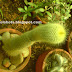 Garden cactus photos & types of cactii, Cactus plants in gardens of Kerala