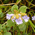 Keralas Hill station, Munnar hills, Neelakurinjy flowers and Tea Plantation photos taken in a tour trip