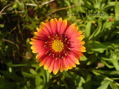 blanket-flower-closeup,Gaillardia flowers,drought tolerant flowering plants,flower closeup digital photograph