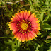 Kerala Flowers Closeup Snaps-Blanket Flower, blossom,sinea,& a dragon fly sitting on a yellow flower