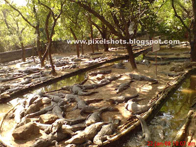 crocodile group picture from crocodile bank of madras india, crocodiles in croc world, crocodiles of madras crocodile zoo, reptile park in chennai, biggest reptile park of south India, big crocodile group