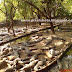 Photos from crocodile Bank/ madras/ India-Pictures of reptiles like crocodiles and some aquarium fishes.man holding small crocodile.Cellphone photos.