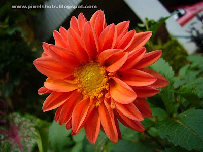 flower closeup photograph of orange dalia flower from home garden