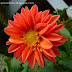 Pictures of flowers like orange dalia,violet lilly,hanging flower and insects like spider and ants.Shot with panasonic digital camera and cell phone.