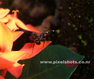 macro photograph of ant sitting on a flower in garden