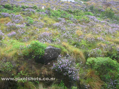 rare flowers of kerala india,neelakurinji flowers from munnar kerala