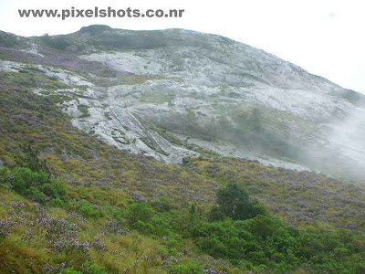 flowers covering mountain slopes in munnar hillstation,violet flowers of neelakurinjy covering mountain slope