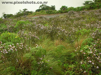 rare flowers and plants of neelakurinji photographed from rajamalah munnar