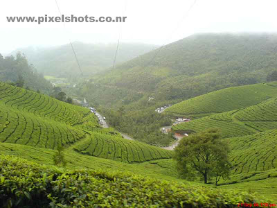 scenic landscape scenery of green tea plantations on mountain slopes of munnar kerala