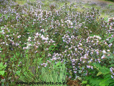 neelakurinjy flowers,neelakurinjys from munnar,violet neelakurinjy flower photographs from keralas hottest tourist destination munnar,moonar photos