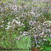 Neelakurinjys,Kerala's Rare Flower Species in Munnar Rajamala.Munnar hill station photos