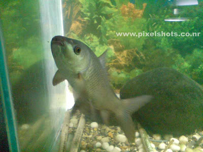 white aquarium fish closeup photograph from fish tank in an aquarium in calicut kerala