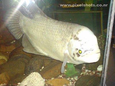 giant gaurami aquarium fish closeup photograph from fish tank in calicut kerala india,Gouramy fish in aquarium