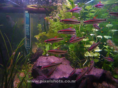 Types Of Fishes For Aquarium. Aquarium Fish Photography.