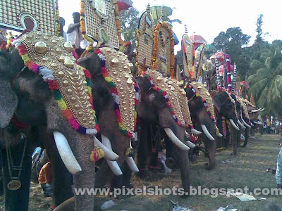 elephants ornamented with nettipattoms in a celebration from kerala temples,domestic elephants in kerala photographs,elephant-names,kerala-elephants-photo