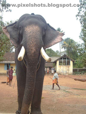 elaphant tusker named guruvayoorappan from guruvayoor temple of kerala-india,Big Tusker,KErala elephants,trained-temple-elephants