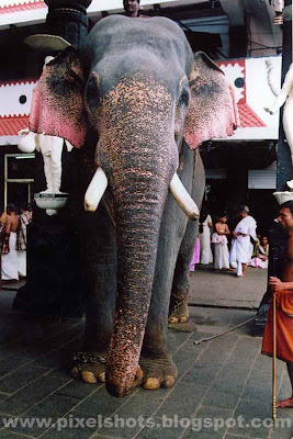 tusker elephants of kerala temples,elephant named Guruvayur nandan,elephants-guruvayoor,kerala-tuskers,elephant-photo,elephant-names