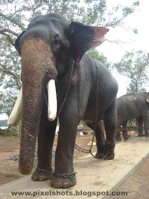 temple elephant,sankaranarayanan,elephant of-kerala,elephant-photo-with-names