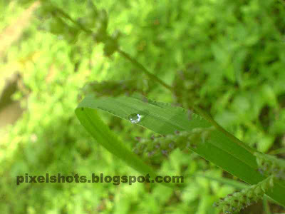 morning dew droplet in a green grass leaf,pictured in early morning