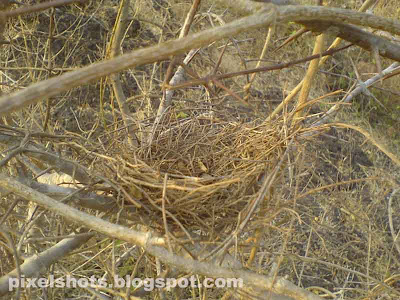 bird nest picture,nest made of dry sticks