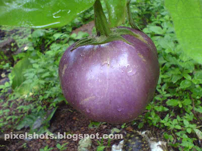 brinjal or egg fruit photographed from home vegetable gardens in kerala india,closeup fruit photography with cell phone cameras, vazhutananga, vazhuthana, not bt vazhuthana, natural brinjal, indian fruit in BT dispute