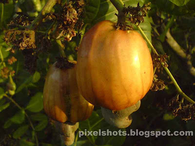 cashew nut fruits and cashew nuts photographed from kerala cashew cultivations,cashew nuts and cashew apples photographed with facts and figures on cashew nut cultivation and industry in kerala,closeup photographs of fruits, parangendy, kashuvandy, parangypazham, cashew apples,cashew nut in trees, kashumavu, uses of cashew nuts and cashew apples