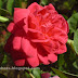 Red rose flowers-kerala flowers gallery, Rose Flowers of South India