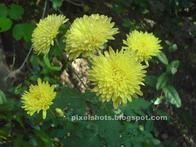 yellow chrysanthemums,yellow jamanthi flowers,kerala flowers jamanthy,yellow flowers,common south Indian flowers