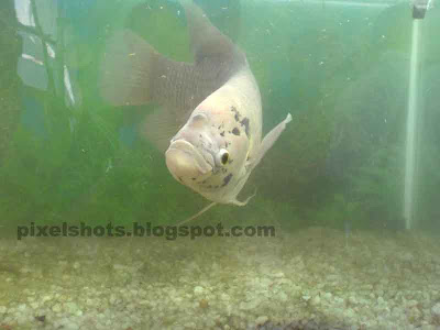 giant gourami photo,gourami aquarium fish,fresh water aquarium fishes,gouramy aquarium fish photo,giant gouramy,fish photo,cell-phone-photography